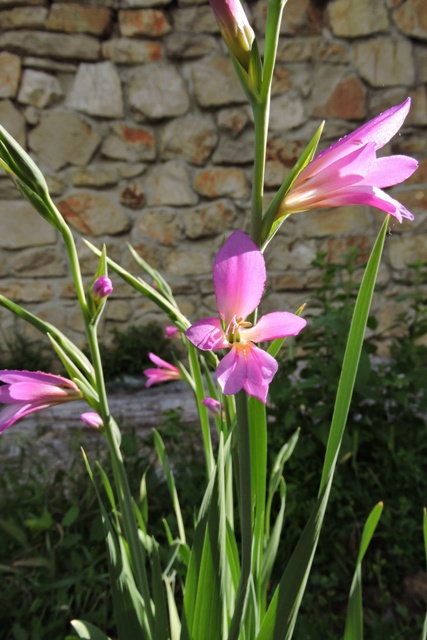 Wild gladiolus